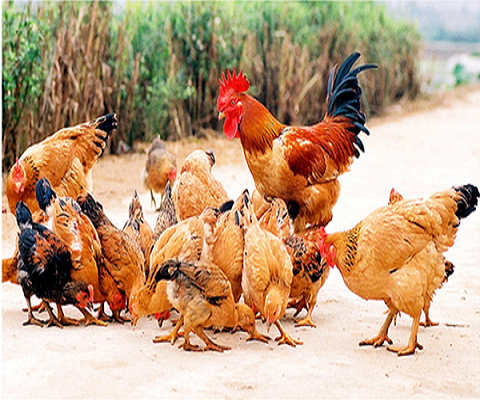 “Hai vợ chồng ở Hà Lan nuôi 230.000 con gà nhưng ở ta thì phải 30 người”