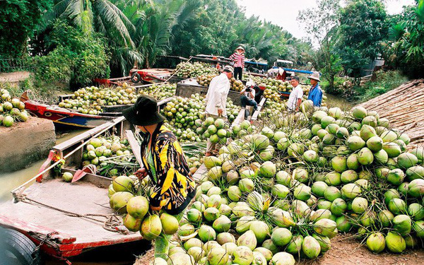 Lần đầu tiên các DN trong hệ sinh thái TMĐT Việt nam quyết bắt tay đưa dừa Bến Tre 
